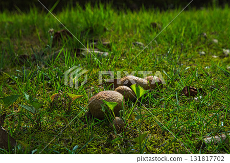 Yuri no Sato Park: Another Autumn Yuri no Sato Park: Another Autumn 131817702