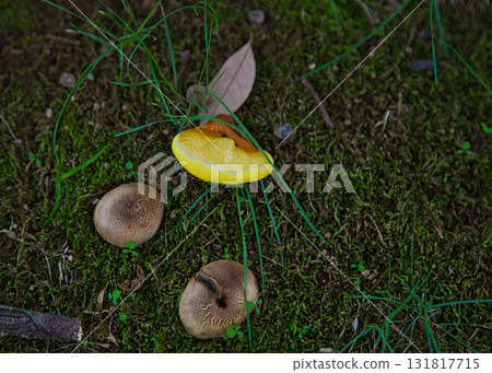 Yuri no Sato Park: Another Autumn 131817715