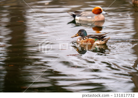 A mallard resting in a pond in the park 131817732