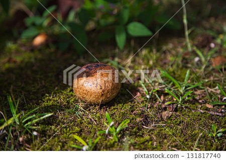 Yuri no Sato Park: Another Autumn Yuri no Sato Park: Another Autumn 131817740