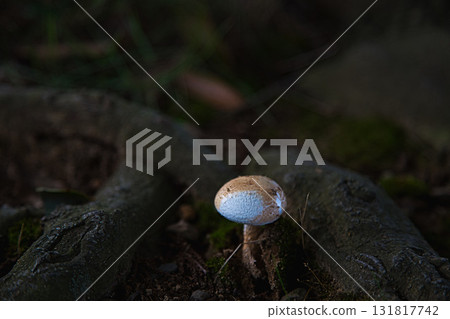 Yuri no Sato Park: Another Autumn 131817742