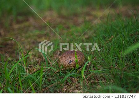 百合之鄉公園：另一個秋天 131817747