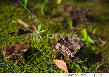 百合之鄉公園:另一個秋天 百合之鄉公園:另一個秋天 131817755