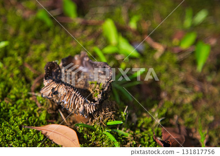 百合之鄉公園：另一個秋天 131817756