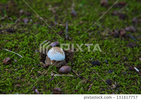 Yuri no Sato Park: Another Autumn Yuri no Sato Park: Another Autumn 131817757