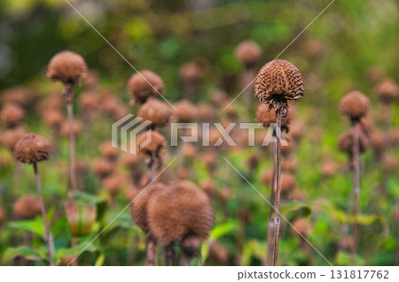 Yuri no Sato Park: Another Autumn 131817762