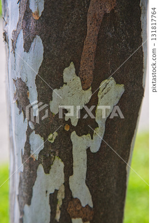 Yuri no Sato Park: Another Autumn 131817764