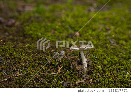 Yuri no Sato Park: Another Autumn 131817771