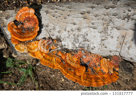 Yuri no Sato Park: Another Autumn 131817777