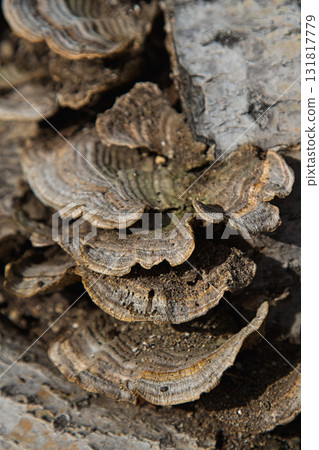 Yuri no Sato Park: Another Autumn Yuri no Sato Park: Another Autumn 131817779