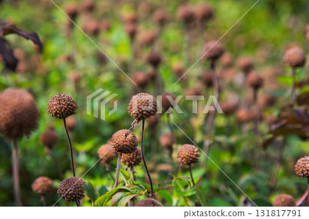 Yuri no Sato Park: Another Autumn Yuri no Sato Park: Another Autumn 131817791