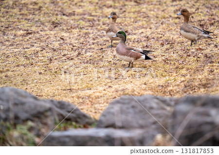 An American wigeon resting in the grass in the park An American wigeon resting in the grass in the park 131817853