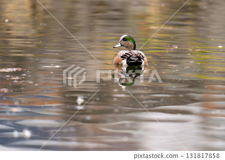 An American wigeon resting in a pond in the park An American wigeon resting in a pond in the park 131817858
