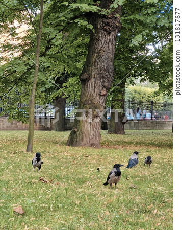 Four hooded crows foraging on dry grass under large park trees Four hooded crows foraging on dry grass under large park trees 131817877