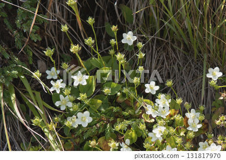 高葉荘：高山植物的白色花叢 / 長野縣白馬村八方尾根，9月 131817970