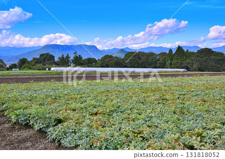上越山脈、赤城高原魔芋田的景色、赤城高原、昭和村 上越山脈、赤城高原魔芋田的景色、赤城高原、昭和村 131818052