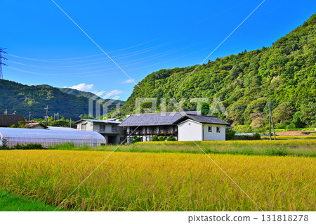 農舍和倉庫,水稻收穫季節,秋天的風景 農舍和倉庫,水稻收穫季節,秋天的風景 131818278
