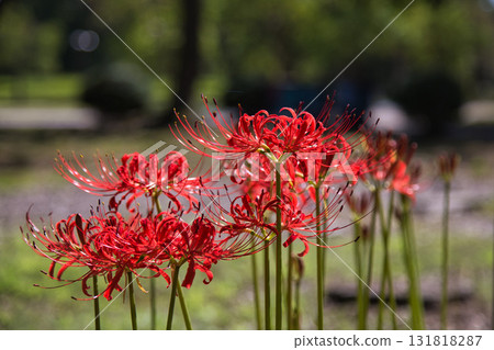 Another Autumn at Fukui Prefectural Green Center 131818287