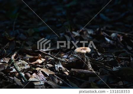 Another Autumn at Fukui Prefectural Green Center 131818353