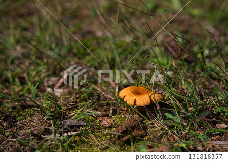 福井縣綠色中心的另一個秋天 福井縣綠色中心的另一個秋天 131818357