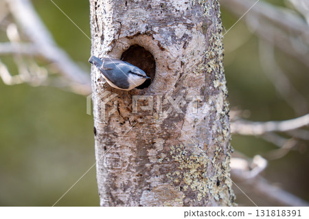 一隻五子雀棲息在巢穴入口處,觀察周圍的環境。 一隻五子雀棲息在巢穴入口處,觀察周圍的環境。 131818391