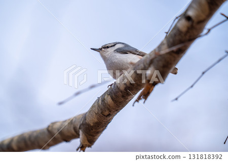 Nuthatch perched on a tree branch and observing the surroundings Nuthatch perched on a tree branch and observing the surroundings 131818392