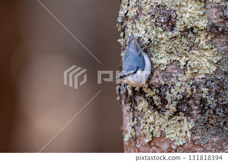 A nuthatch perched on a tree trunk, observing its surroundings. A nuthatch perched on a tree trunk, observing its surroundings. 131818394