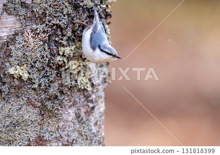 五子雀棲息在樹幹上觀察周遭環境 五子雀棲息在樹幹上觀察周遭環境 131818399