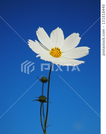 A single white cosmos (20250930071308) A single white cosmos (20250930071308) 131818440