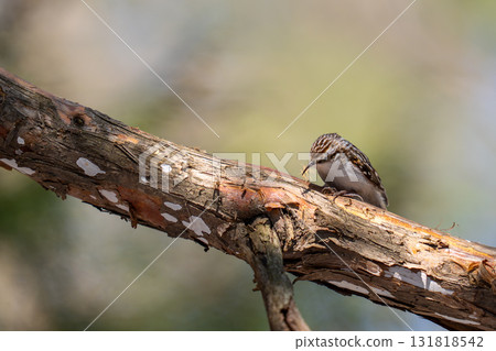 A treecreeper searching for nesting material while holding coniferous leaves in its mouth 131818542