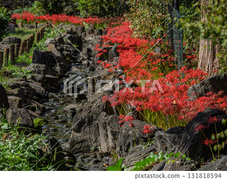 一簇鮮紅的蜘蛛百合沿著海濱盛開（東京都足立區東綾瀨公園） 131818594