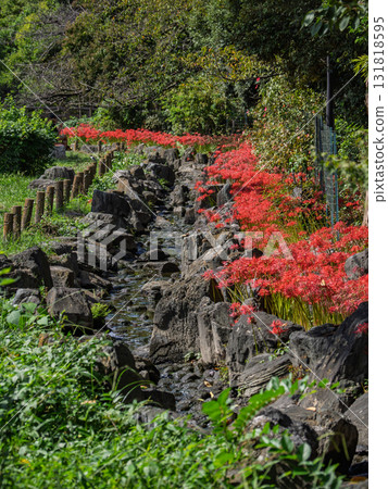 A cluster of bright red spider lilies blooming along the waterfront (Higashi-Ayase Park, Adachi-ku, Tokyo) A cluster of bright red spider lilies blooming along the waterfront (Higashi-Ayase Park, Adachi-ku, Tokyo) 131818595
