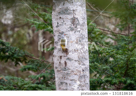 一隻山啄木鳥棲息在樹幹上看發生了什麼 131818616