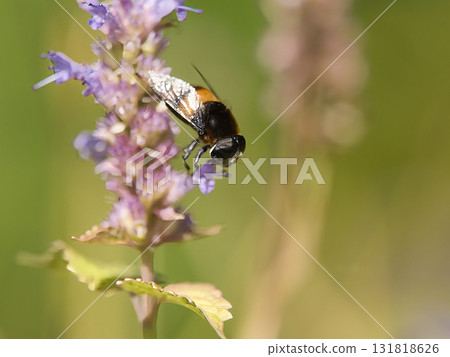 Ohanaab吮吸花的蜂蜜 Ohanaab吮吸花的蜂蜜 131818626