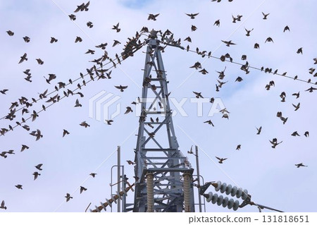 Mustard star 131818651