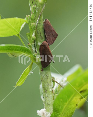 Chinese moth 131818710