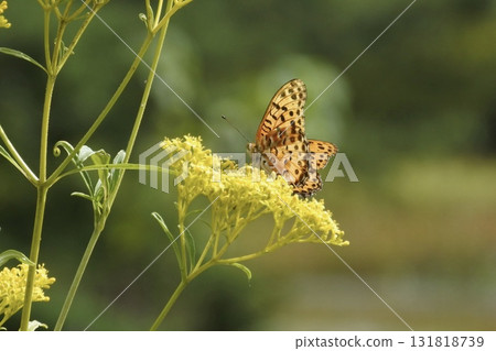 蝴蝶與花⑩ 蝴蝶與花⑩ 131818739