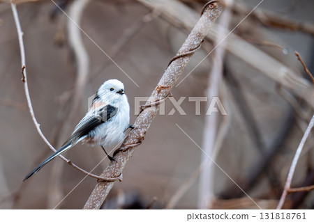 Long-tailed longtail perched on a tree branch looking for food 131818761