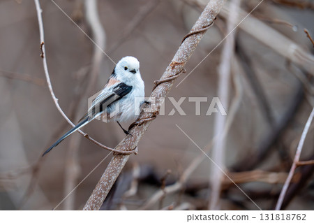 長尾長尾棲息在尋找食物的樹枝上 131818762