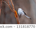 Long-tailed longtail perched on a tree branch looking for food 131818770