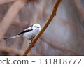 Long-tailed longtail perched on a tree branch looking for food 131818772