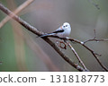 Long-tailed longtail perched on a tree branch looking for food 131818773