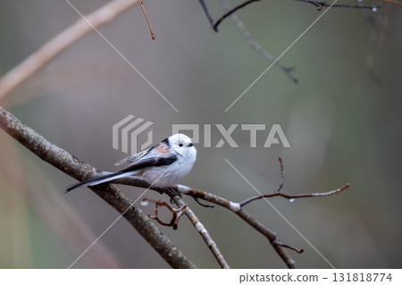 Long-tailed longtail perched on a tree branch looking for food Long-tailed longtail perched on a tree branch looking for food 131818774