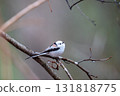 Long-tailed longtail perched on a tree branch looking for food 131818775