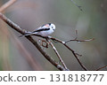 Long-tailed longtail perched on a tree branch looking for food 131818777