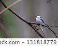 Long-tailed longtail perched on a tree branch looking for food 131818779