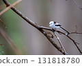 Long-tailed longtail perched on a tree branch looking for food 131818780