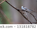 Long-tailed longtail perched on a tree branch looking for food 131818782