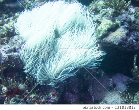 Silite sea anemone 131818812