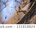 Hokkaido squirrel resting on a tree trunk 131818824